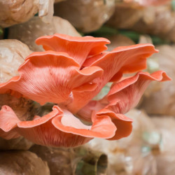 Clavos miceliados de Seta ostra rosa | Cultivo en troncos | Boscum