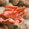 Pleurote rose sur chevilles mycéliées | Culture d’été