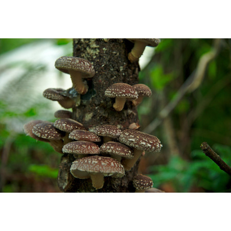 Shiitake-Stamm | Pilze Zuhause Züchten