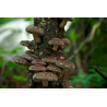 Shiitake Log Kit | Grow Fresh Mushrooms at Home