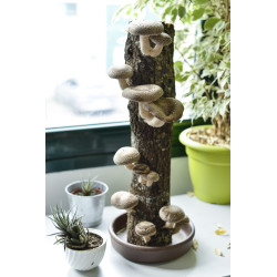 Tronc Productor de Shiitake | Cultiva a Casa