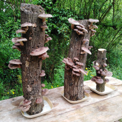 Tronc Productor de Shiitake | Cultiva a Casa