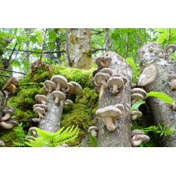 Shiitake-Stamm | Pilze Zuhause Züchten