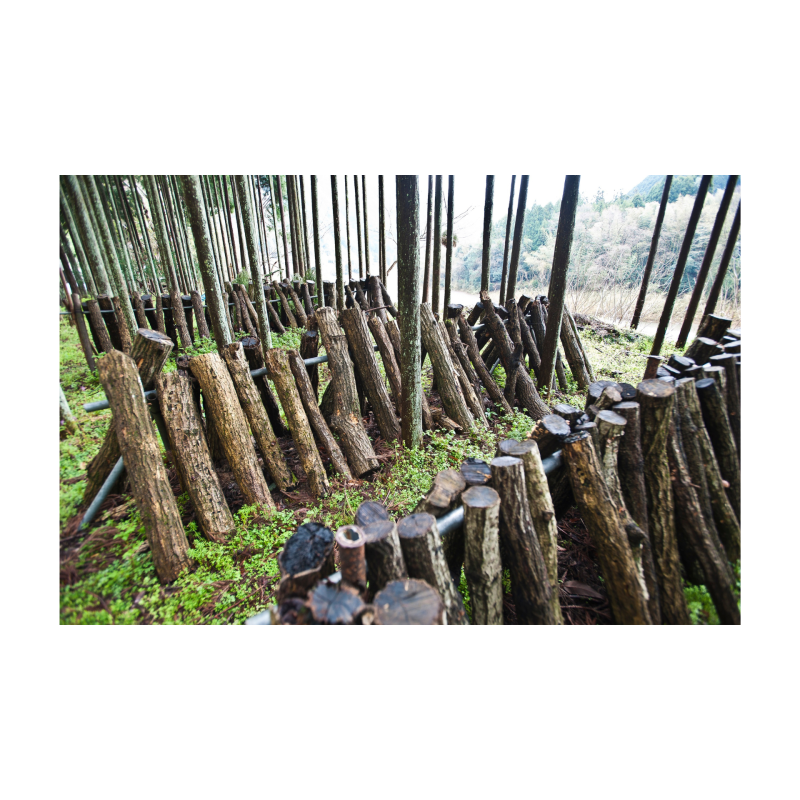 taller-avancat-de-cultiu-en-troncs-inclou-el-dinar-15