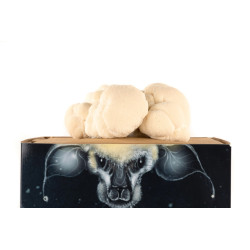 Kit de culture de Hydne hérisson - Hericium erinaceus