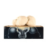 Kit de culture de Hydne hérisson - Hericium erinaceus
