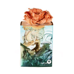 Rosa Austernpilz Bio-Pilzzuchtset – Pleurotus djamor