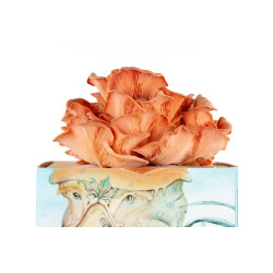 Rosa Austernpilz Bio-Pilzzuchtset – Pleurotus djamor