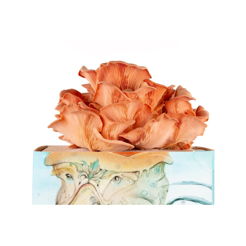Pink Oyster Mushroom Grow Kit | Grow at Home | Boscum