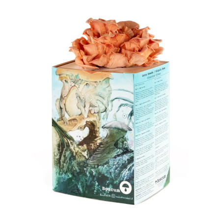 Kit de cultiu de Gírgola Rosa – Pleurotus djamor