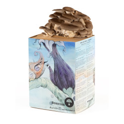 Austernpilz-Pilzzuchtset - Pleurotus ostreatus