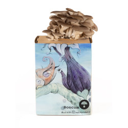 Oyster Mushroom Grow Kit - Pleurotus ostreatus