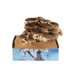 Austernpilz-Pilzzuchtset - Pleurotus ostreatus