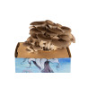 Oyster Mushroom Grow Kit - Pleurotus ostreatus