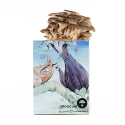 Austernpilz-Pilzzuchtset - Pleurotus ostreatus