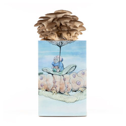 Oyster Mushroom Grow Kit - Pleurotus ostreatus