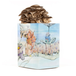 Austernpilz-Pilzzuchtset - Pleurotus ostreatus
