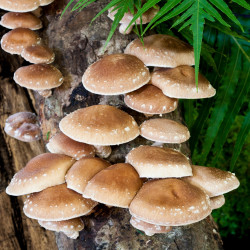 Tronco Productor de Shiitake | Cultiva Shiitake Fresco en Casa