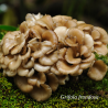 Grifola frondosa