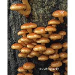 Pholiota nameko