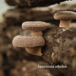 Shiitake-Impfdübel | Pilzzucht auf Holz | Boscum