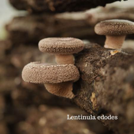 Organic Shiitake plug spawn