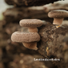 Shiitake-Impfdübel | Pilzzucht auf Holz | Boscum