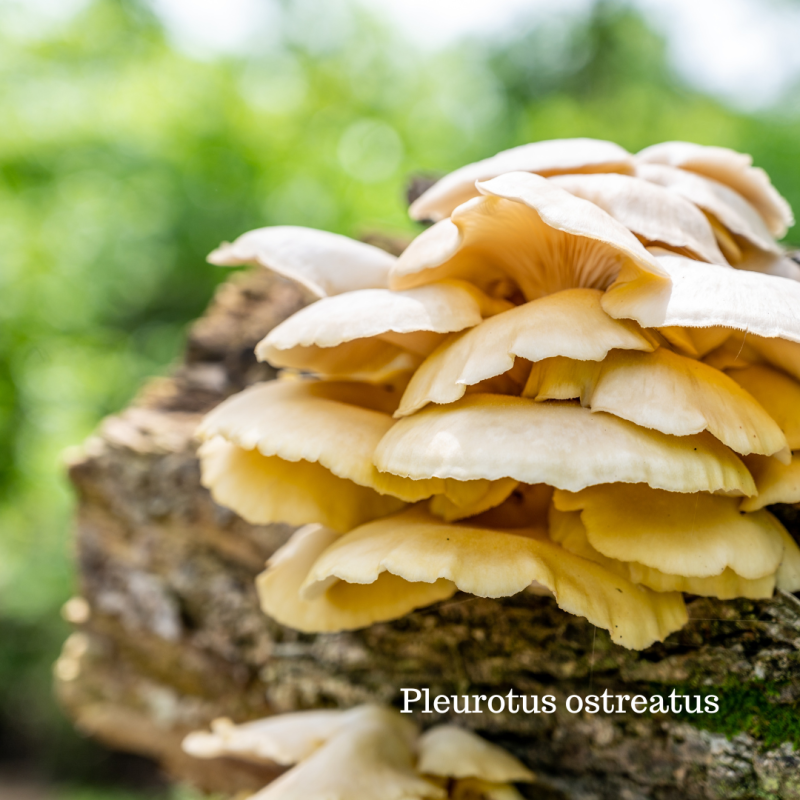Chevilles mycélisées biologiques de Pleurote en huître