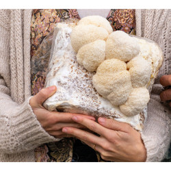Kit de culture de Hydne hérisson - Hericium erinaceus