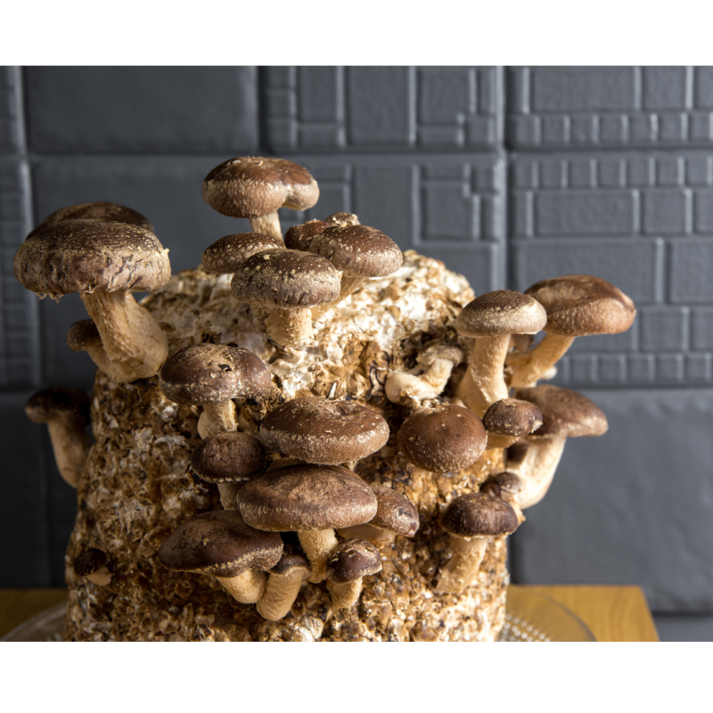 Shiitake-Zuchtset – Lentinula edodes