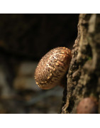 Shiitake