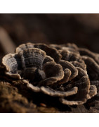 Trametes versicolor – Queue de dinde