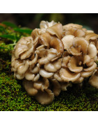 Maitake